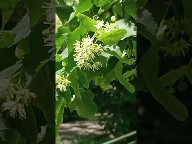 Прекрасный медонос.Цветет ЛИПА