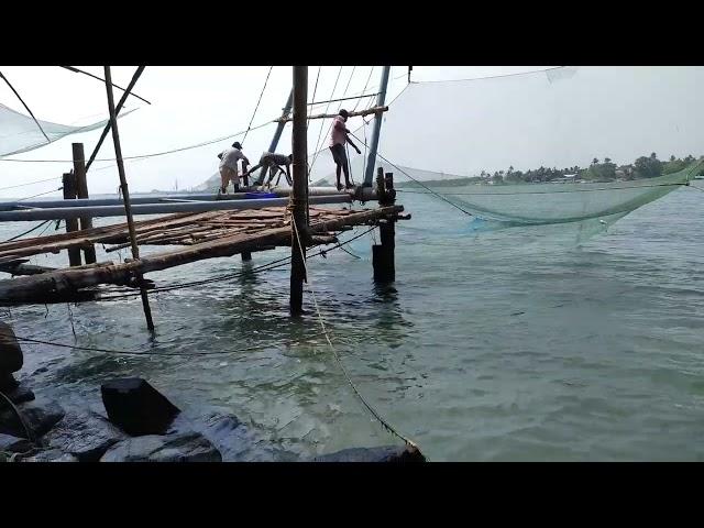 Chinese Fishing Nets in operation, Fort Kochi