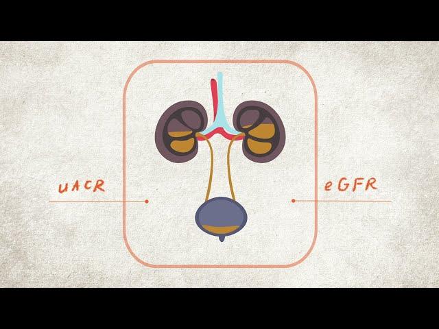 What are your Kidney Numbers? uACR and eGFR Explained | CKD Heat Map | NKF