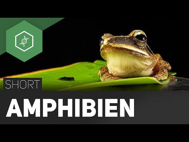 Amphibien