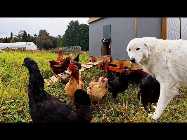 Something is Eating My Chickens