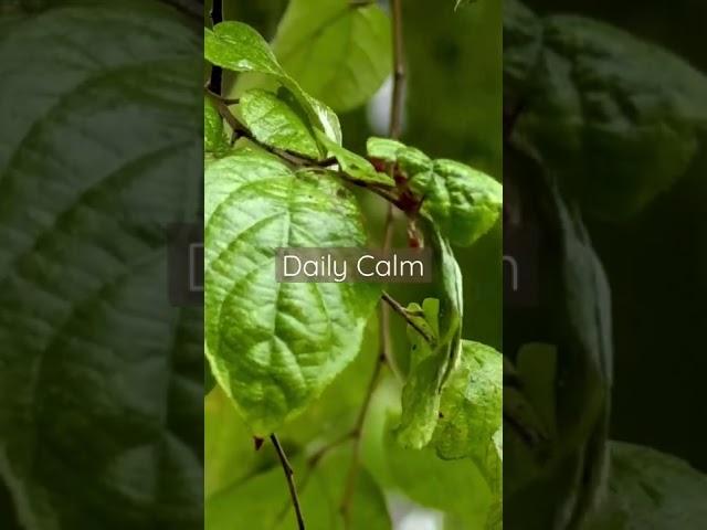 Daily Calm | Soothing Rain Sound on Dying Leaves #argamon #am