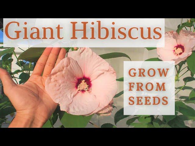 Growing Giant Hibiscus from seeds in pot!