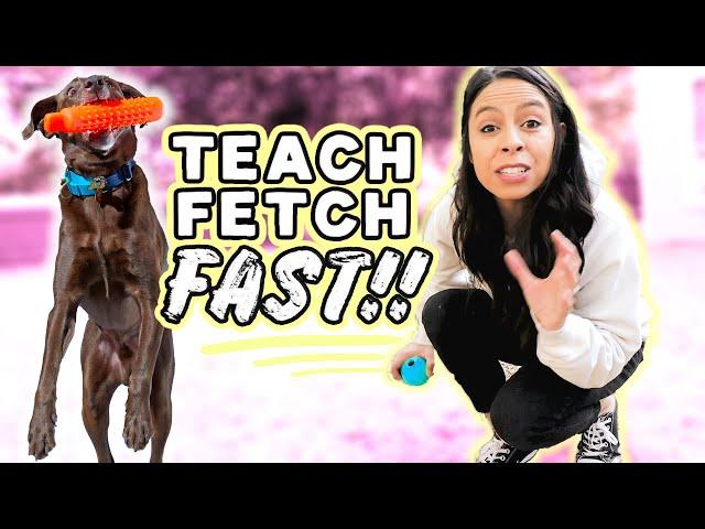 TRAIN YOUR DOG FETCH FAST  NEW! 3 Step Strategy that works on any dog