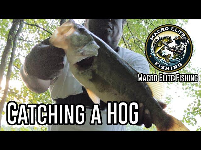 Catching a 5 Pound Bass Hog from the bank with an Ugly Stik