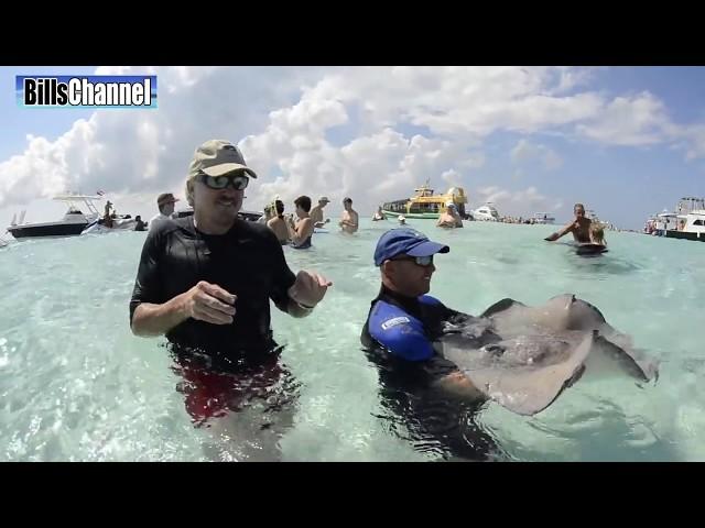 Cool Stingrays