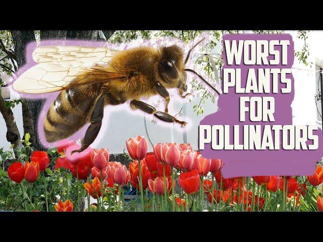 7 Worst Plants For Bees, Butterflies and Other Pollinators