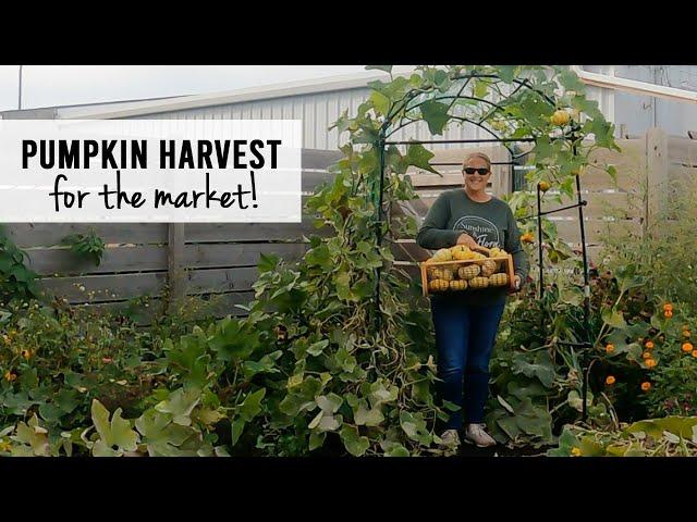 Pumpkin Harvest 2023!  Growing Pumpkins for Market - Sunshine and Flora Cut Flower Farm