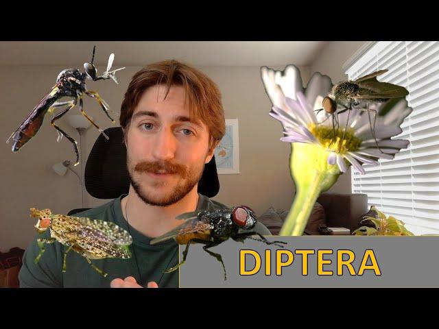 Diptera: The Flies - Order Spotlight