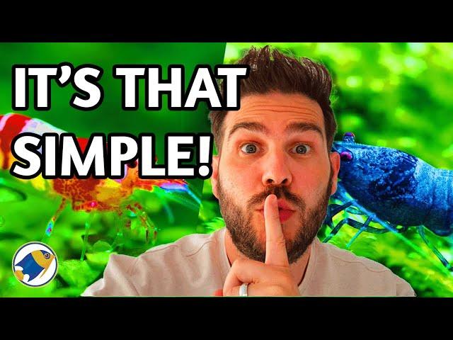 The Secret Behind EVERY Thriving Fish Tank