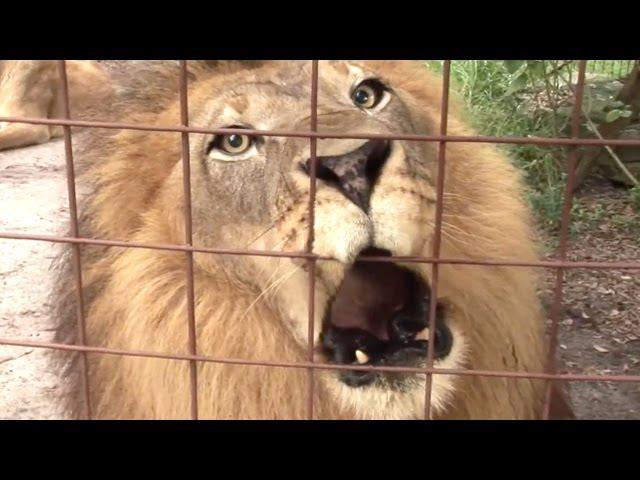 Big Cat Talk! - Roar, Purr, Meow