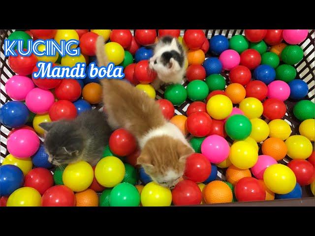 Kucing Mandi Bola, Reaksi Pertama Anak Kucing Mandi Bola, Mandi Bola