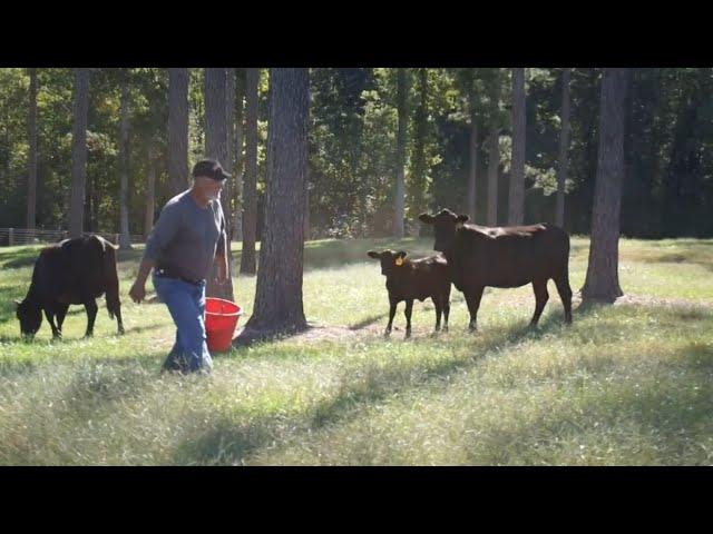 Establishing Silvopasture with Beginning Farmer, Jeff Byrd