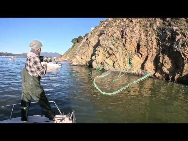 This FISHING doesn't look REAL / SF BAY Herring