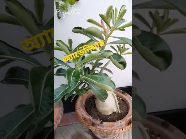 Adenium Plant | Desert rose plant |  অ্যাডেনিয়াম লাল ফুল #Shorts | @ARP Agri Artist