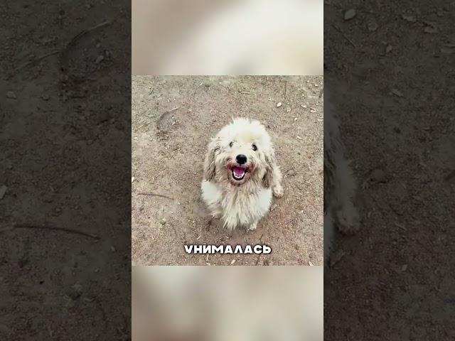 Милая собачка шокировала прохожих