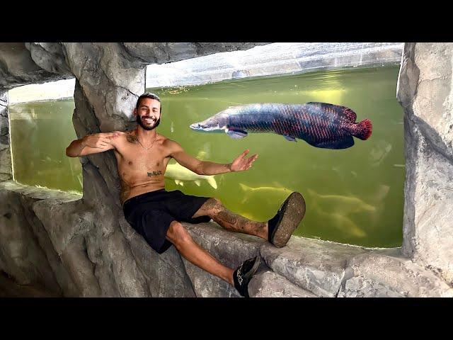 RELEASING My BABY ARAPAIMA Into 6000G FISHTANK!