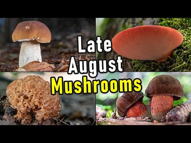 Mushroom Hunting - August 29th 2024 - Bonus: Spore Prints! | Funghi Porcini | Cèpe | Cep | Steinpilz