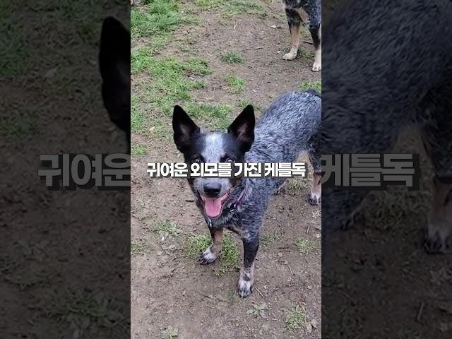 목장견의 남다른 충성심