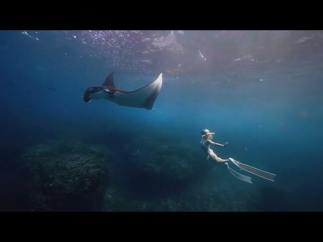 BALI Freediving manta