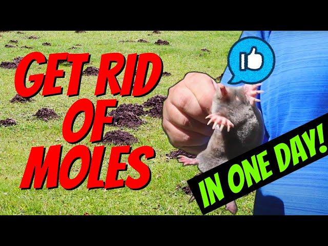 How to Quickly Catch a MOLE in One Day! | Easy with NO TRAPS!