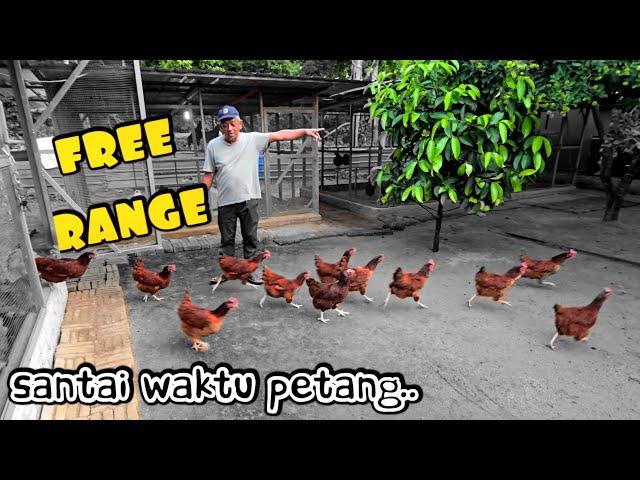 ️ TERNAK AYAM SEPARA LEPAS BEBAS. PROJEK SANTAI DI KAMPUNG