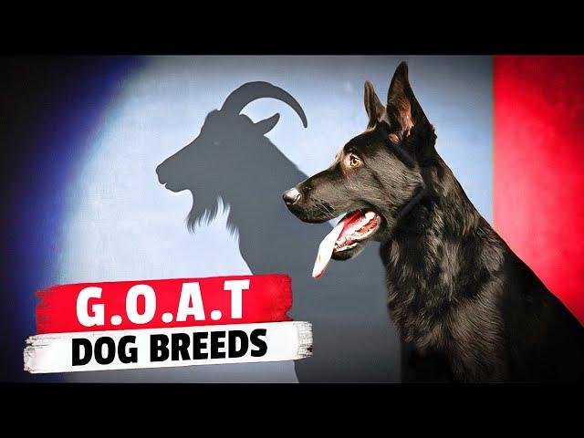 The 10 G.O.A.T. Dog Breeds