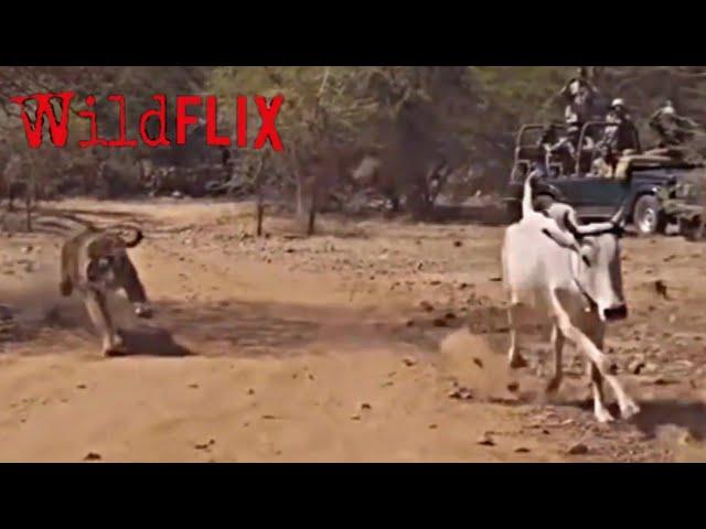 Tiger Ambush Indian Bull - Amazing Animals Fight In The Wild - Tiger Hunting - Animals Attack