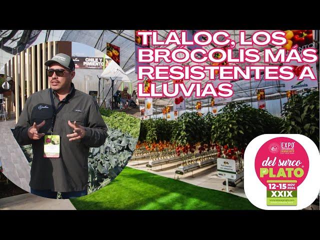 Conoce las variedades y cualidades de brócoli, cebolla y lechuga de la marca Seminis.