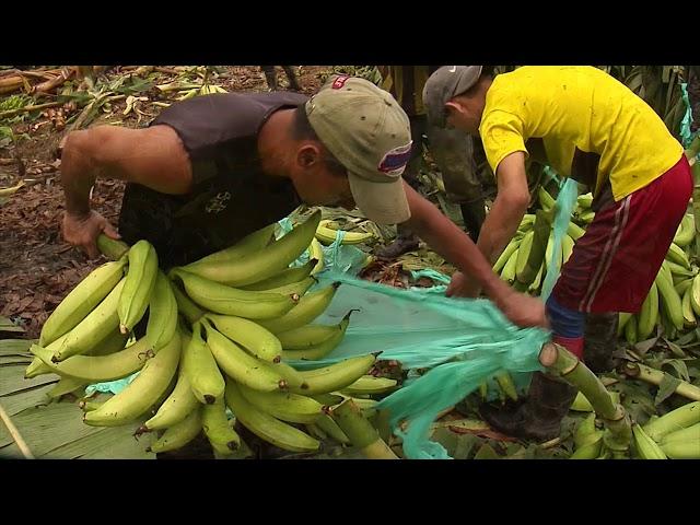 Cultivo de plátano Festival Hartón de Oro Tame Arauca 1