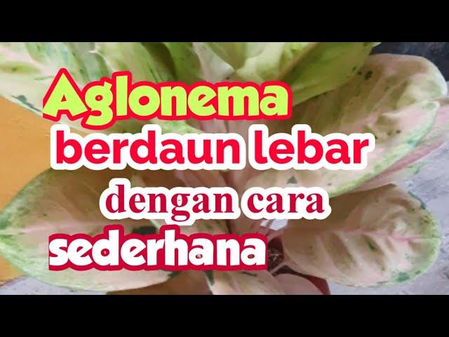 Tips Agar Aglonema Tumbuh Subur Dan Berdaun Lebar