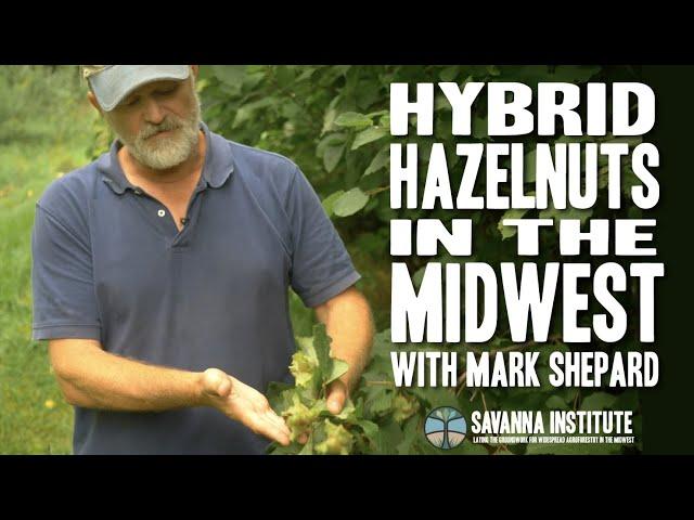 Hybrid Hazelnuts in the Midwest with Mark Shepard