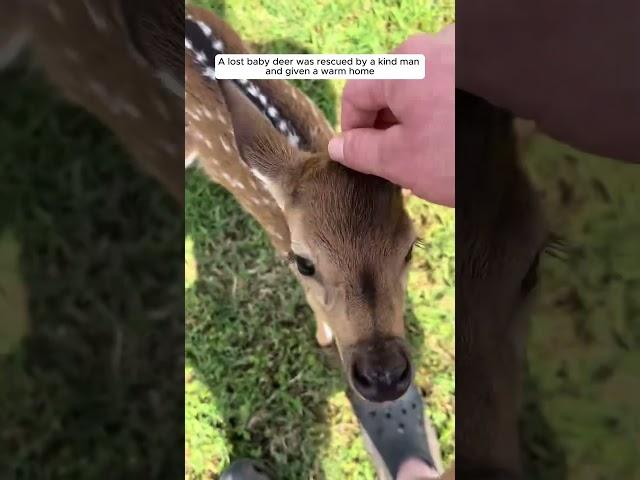 A lost baby deer was rescued by a kind man and given a warm home #animalshorts #animalrescue