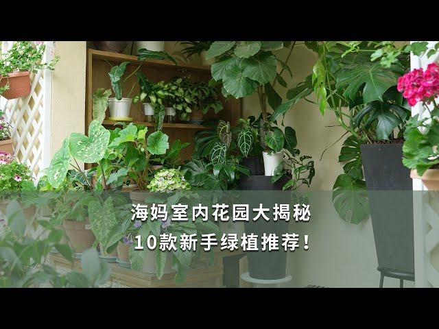 【海媽植物推薦51】海媽室內花園大揭秘，10款新手綠植推薦！|House Plants