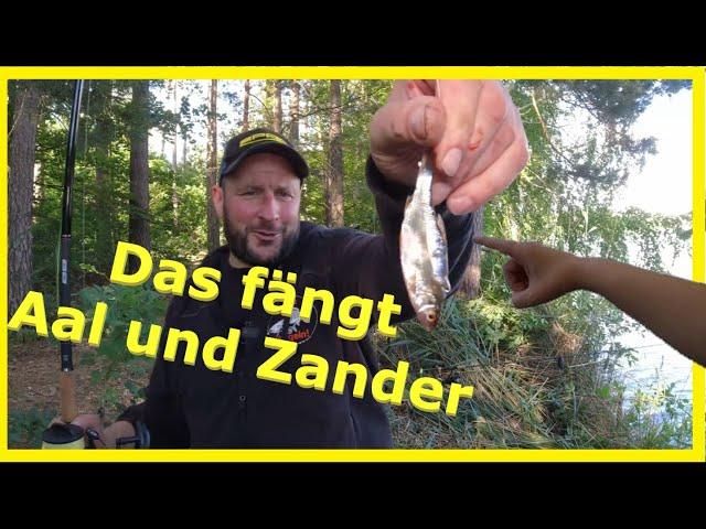 Angeln auf  Aal und Zander mit Köderfisch und Wurm erfolgreich über die ganze Nacht