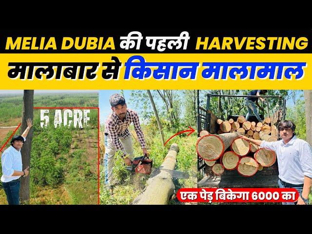 इस किसान ने कमाए लकड़ी बेचकर 80 लाख  Melia Dubia ki Kheti  Malabar Neem Farming 93557 11780