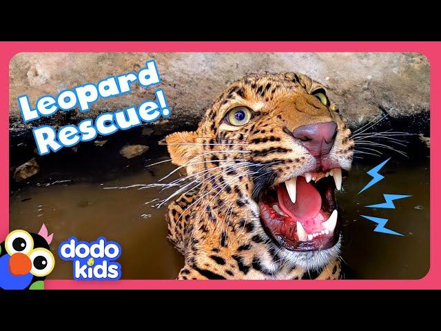 Wild Leopard Stuck In A Well Needs Help To Escape! | Dodo Kids | Rescued!