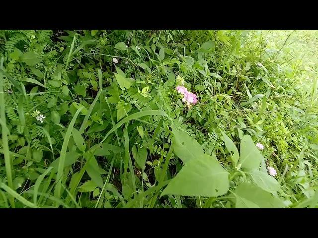 Crown vetch