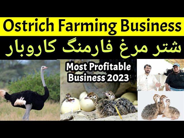 Shutar Murgh Farming Business | Ostrich Farming business | Ostrich chicks | Ostrich eggs | Business