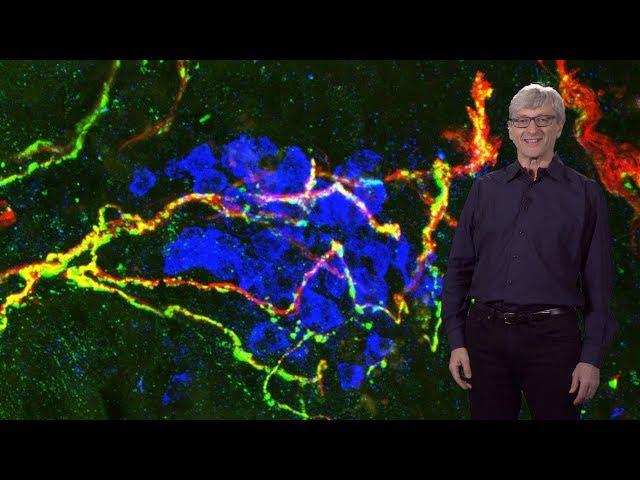 Dan Littman (NYU / HHMI) 1: Th17 Cells and Innate Lymphoid Cells in Defense and Disease