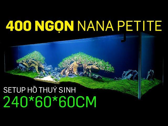 Setup hồ thuỷ sinh 2.4m với 400 ngọn Nana petite bonsai - Thuỷ sinh Quoidecor