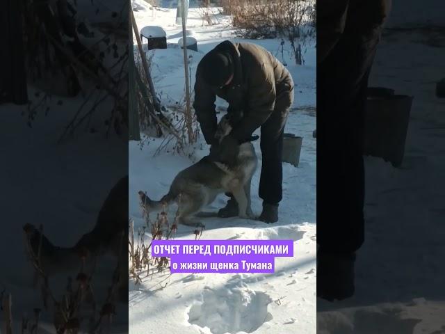 ЕМУ УЖЕ 9 МЕСЯЦЕВ #щенок #спасенноеживотное #воспитаниещенка #всёхорошо #любимаясобака #shorts