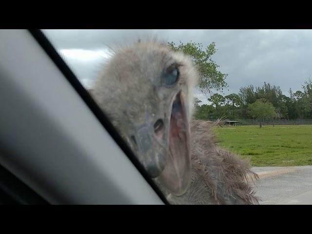 Ostrich Pecking Our Car