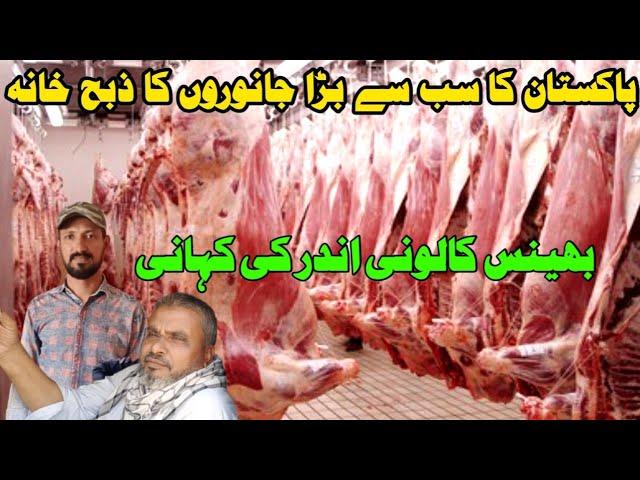 Pakistan ka sabse bada slaughter house| Bhains colony update|