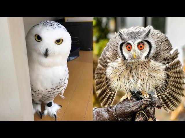 OWL BIRDS- A Funny Owls And Cute Owls Videos Compilation (2021) #008 | Funny Pets Life