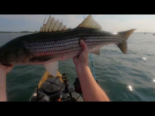 Kayak fishing for striped bass in Newport, Rhode Island. July, 2024