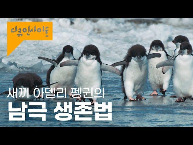 푹푹 찌는 날씨, 보기만 해도 시원해지는 펭귄들의 남극 생존기 ㅣ KBS 다큐 인사이트 - 23.5 1부 - 봄날의 전투 극과 극 20.03.03 방송