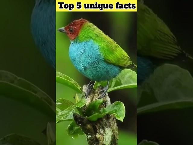 top 5 unique facts  #amazingfacts #interestingfact #factsinhindi #viralvideo