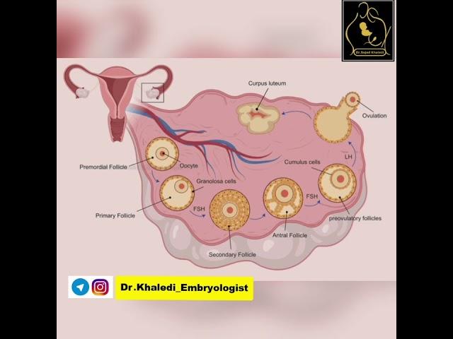 سیکل قاعدگی (پریودت) رو بشناس!