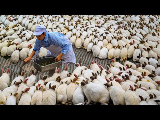 Rabbit Farm - How China Farmer Raised Millions Rabbit For Meat - Rabbit Processing in Factory